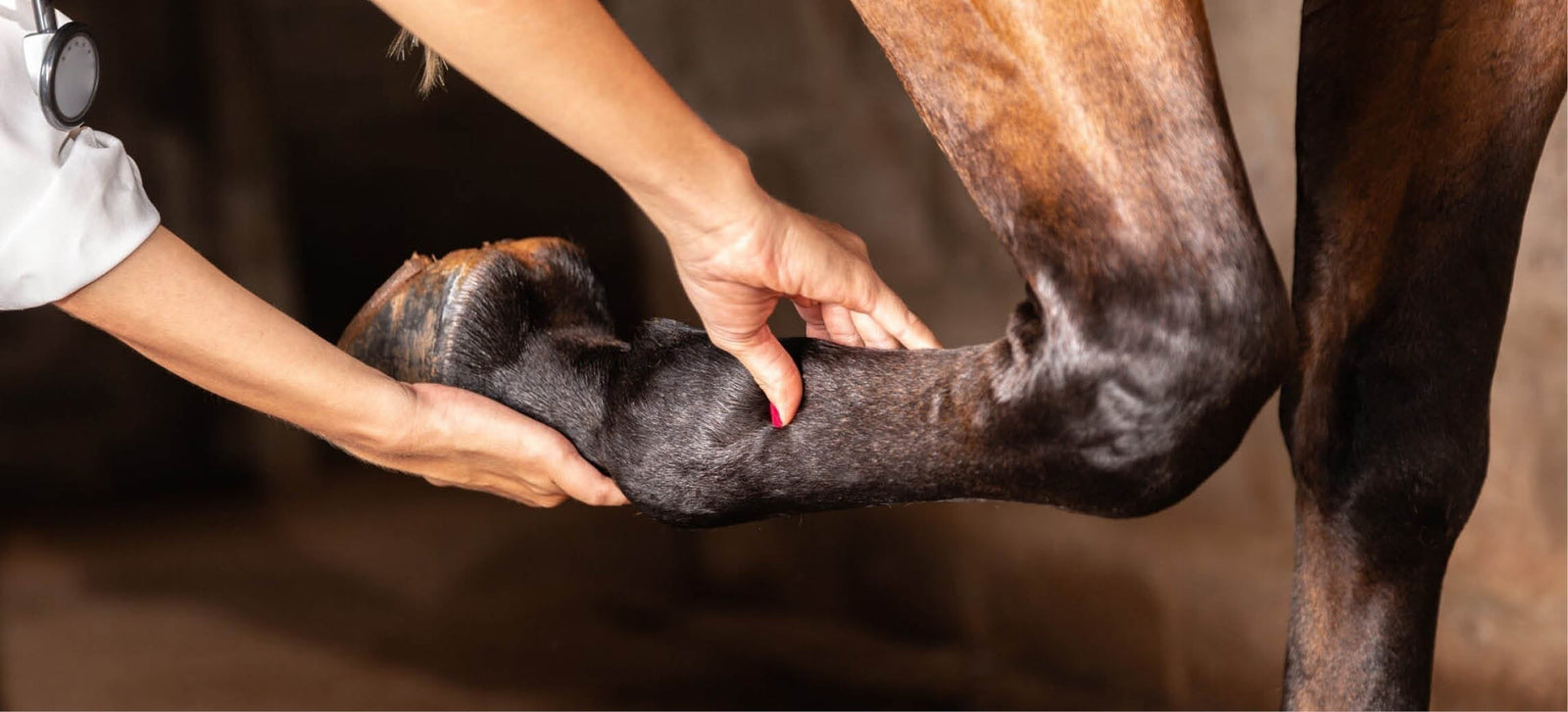 Lahmes Pferd: Was tun und wann den Tierarzt rufen?