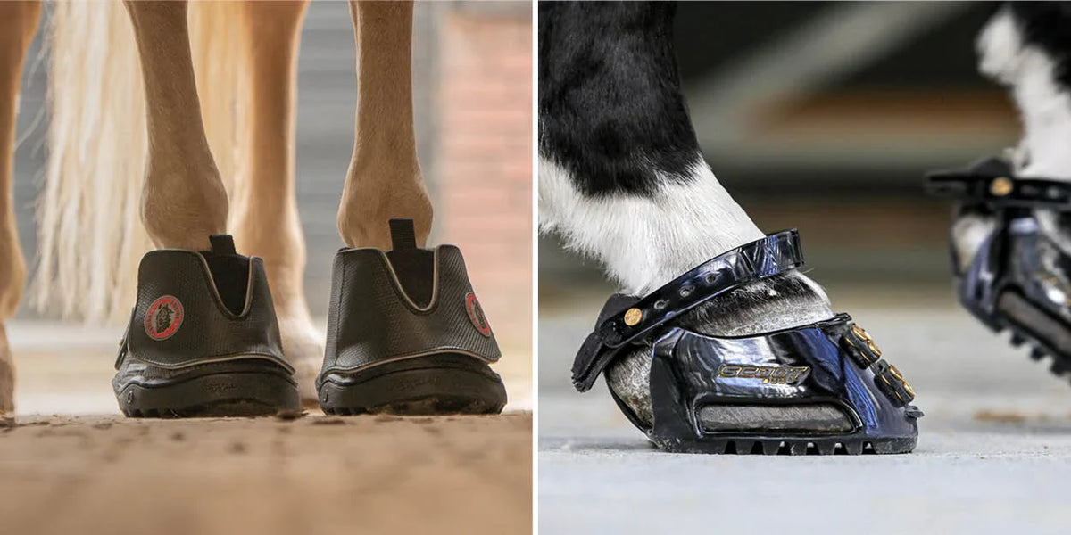 Alles, was Sie über Hufschuhe wissen müssen!