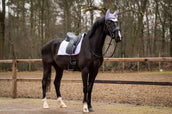 Showtime Schabracke Spring Dressur Lila Showtime Schabracke Spring Dressur Lila