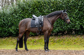 Showtime Schabracke Rio Dressur Schwarz Showtime Schabracke Rio Dressur Schwarz