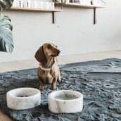 Kentucky HundeKragen Wolle Beige Kentucky HundeKragen Wolle Beige