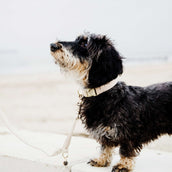 Kentucky HundeKragen Wolle Beige Kentucky HundeKragen Wolle Beige