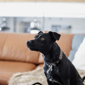 Kentucky Kragen Leopard Grau Kentucky Kragen Leopard Grau