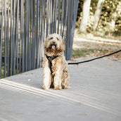 Kentucky Hundeleine Velvet Schwarz Kentucky Hundeleine Velvet Schwarz