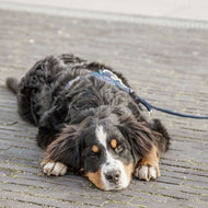 Kentucky Hundeleine Velvet Navy Kentucky Hundeleine Velvet Navy