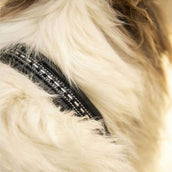 Pénélope Hundehalsband Point Sellier Schwarz Pénélope Hundehalsband Point Sellier Schwarz