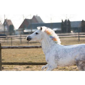 Lucky Horse Kreide Regenbogen Lucky Horse Kreide Regenbogen