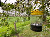 Knock Off Fliegenfalle FlyNip Knock Off Fliegenfalle FlyNip