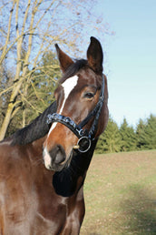 Kerbl Kapzaum Leder inkl. Gebissriemen Schwarz Kerbl Kapzaum Leder inkl. Gebissriemen Schwarz