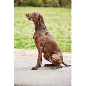 WeatherBeeta Dog Collar Elegance Schwarz WeatherBeeta Dog Collar Elegance Schwarz