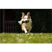 BR Hundespielzeug Bone BR Hundespielzeug Bone