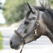 Bucas Halfter Dublin Foal Braun Bucas Halfter Dublin Foal Braun
