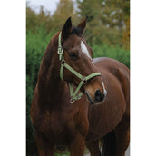 EQUITHÈME Halfter Spring Nylon Hellgrün EQUITHÈME Halfter Spring Nylon Hellgrün