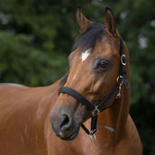 Norton Halfter mit Neopren Ausgekleidet Schwarz Norton Halfter mit Neopren Ausgekleidet Schwarz