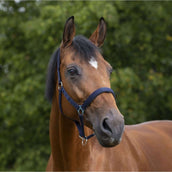 Norton Halfter mit Neopren Ausgekleidet Navy Norton Halfter mit Neopren Ausgekleidet Navy