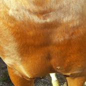 Animaderm Pflegecreme Cutene Animaderm Pflegecreme Cutene