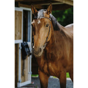 Norton Zaum Freedom Havanna Norton Zaum Freedom Havanna