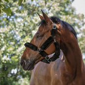 Norton Halfter Vollständig Kunstschaffell Schwarz Norton Halfter Vollständig Kunstschaffell Schwarz