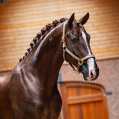 Equestrian Stockholm Halfter Line Champagne Equestrian Stockholm Halfter Line Champagne