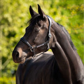 HB Ruitersport Halfter Showtime Pasadena Schwarz HB Ruitersport Halfter Showtime Pasadena Schwarz