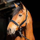 HB Halfter Wisconsin Schwarz/Silber HB Halfter Wisconsin Schwarz/Silber