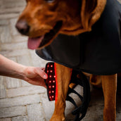 Horseware Pet Leg Wraps LED Red Light Therapy Pair Schwarz/Schwarz Horseware Pet Leg Wraps LED Red Light Therapy Pair Schwarz/Schwarz