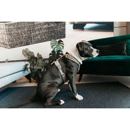 Kentucky Geschirr Active Velvet Beige Kentucky Geschirr Active Velvet Beige