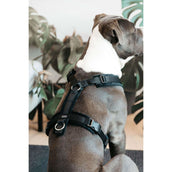 Kentucky Geschirr Active Velvet Schwarz Kentucky Geschirr Active Velvet Schwarz