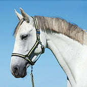 Covalliero Halfter Hippo Nylon Antazit/Zitrone Covalliero Halfter Hippo Nylon Antazit/Zitrone