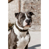 Kentucky Kragen Teddy Fleece Pine Green Kentucky Kragen Teddy Fleece Pine Green