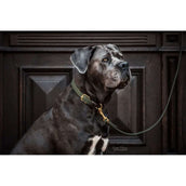 Kentucky Kragen Plaited Nylon Olivgrün Kentucky Kragen Plaited Nylon Olivgrün