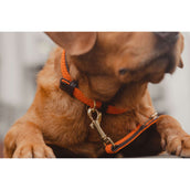 Kentucky Kragen Plaited Nylon Orange Kentucky Kragen Plaited Nylon Orange