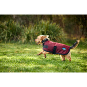 WeatherBeeta Hundedecke ComFiTec Classic Waterproof Burgunderrot WeatherBeeta Hundedecke ComFiTec Classic Waterproof Burgunderrot