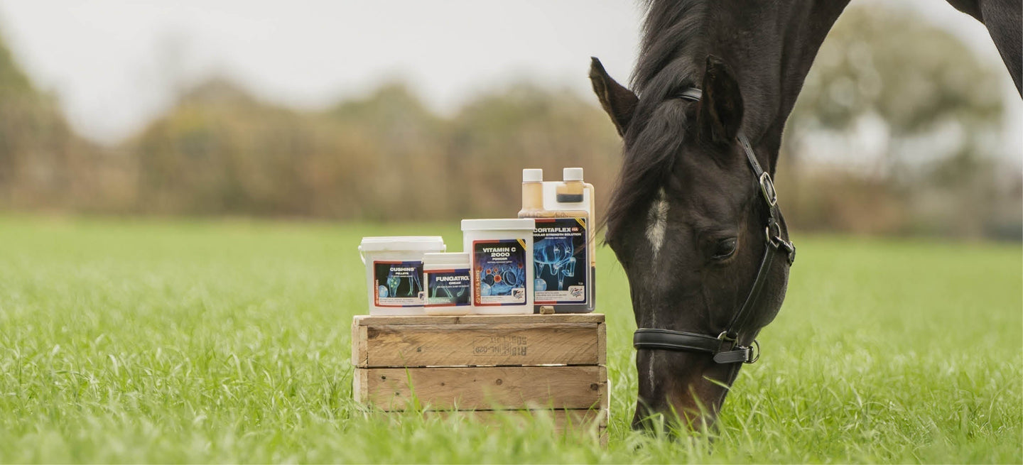 Bereit für die neue Saison? Die Frühlings- und Sommerprodukte von Equine America