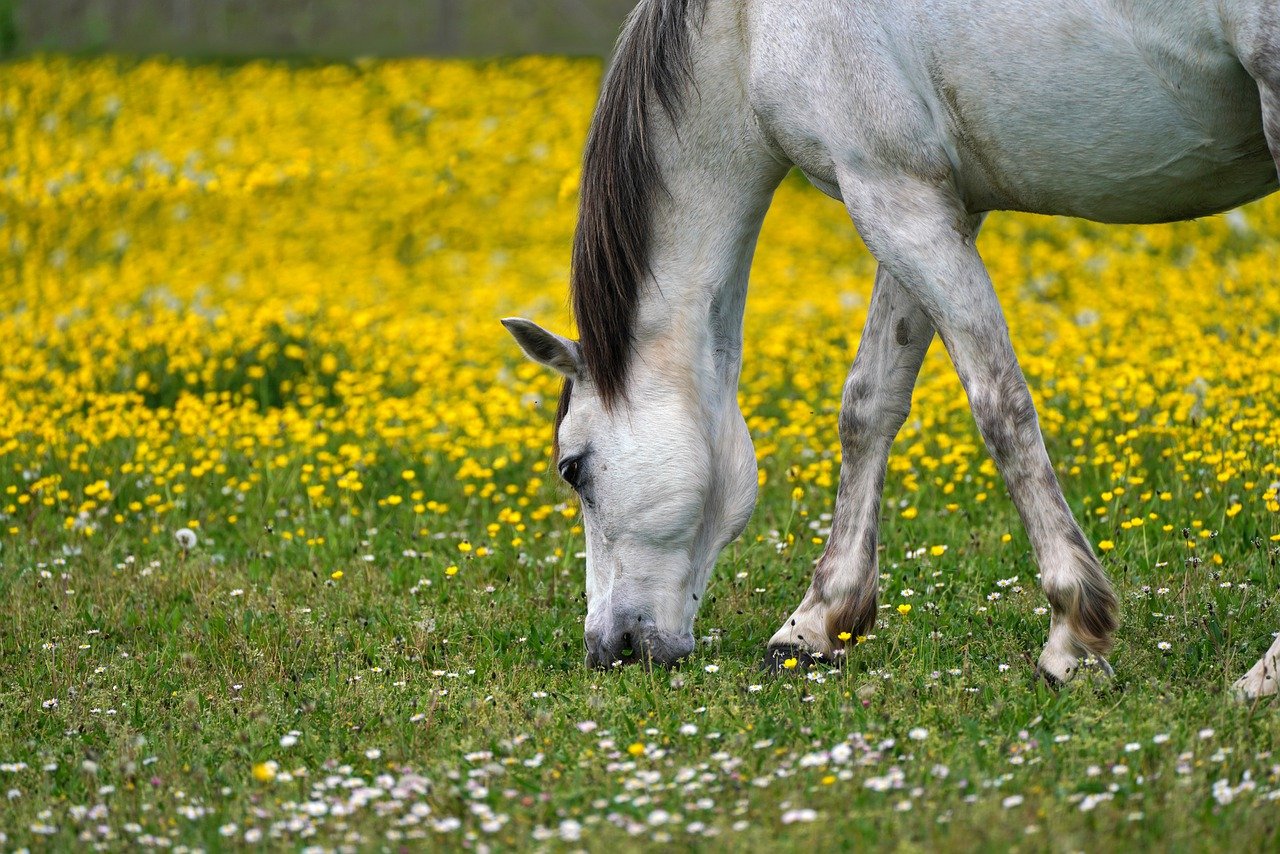 Frühlingsgras: Gefahren und Tipps