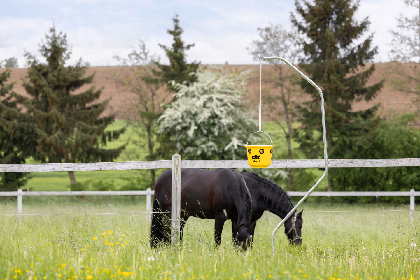 Fliegenfalle für die Weide