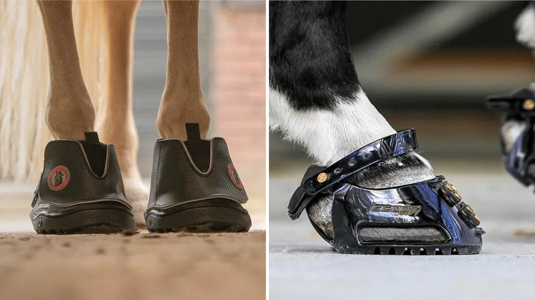 Alles, was Sie über Hufschuhe wissen müssen!