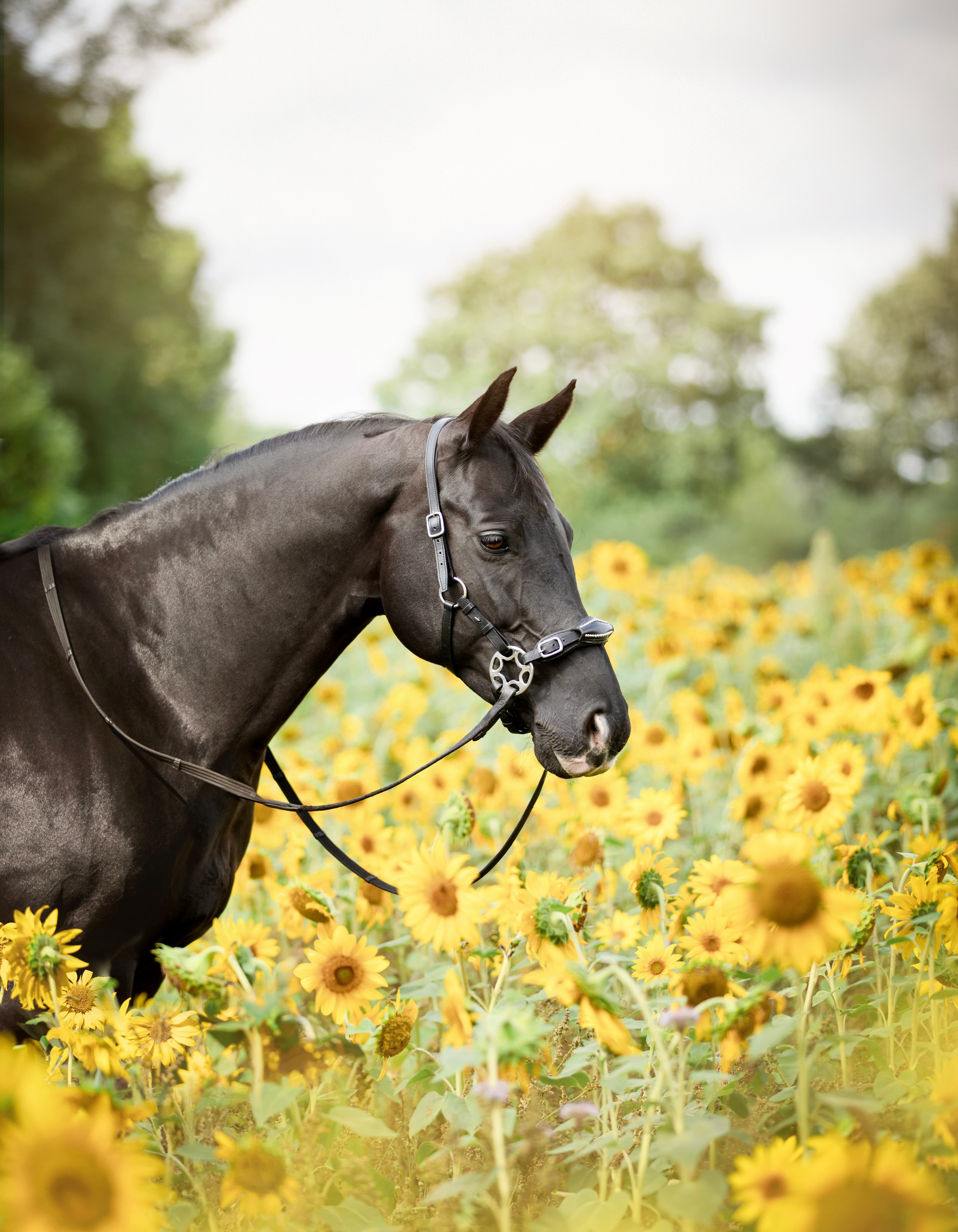 Alles über... Gebissloses Reiten!