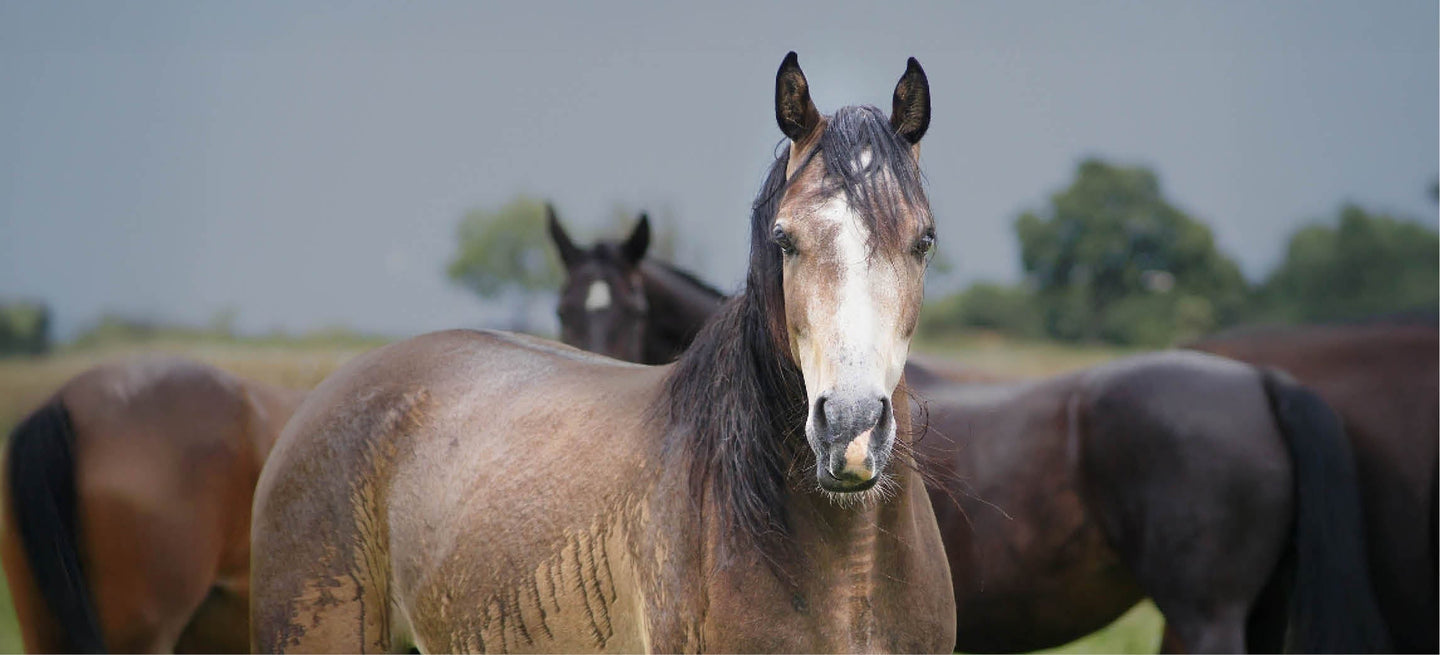 Zittert dein Pferd im Regen? Das kannst du tun