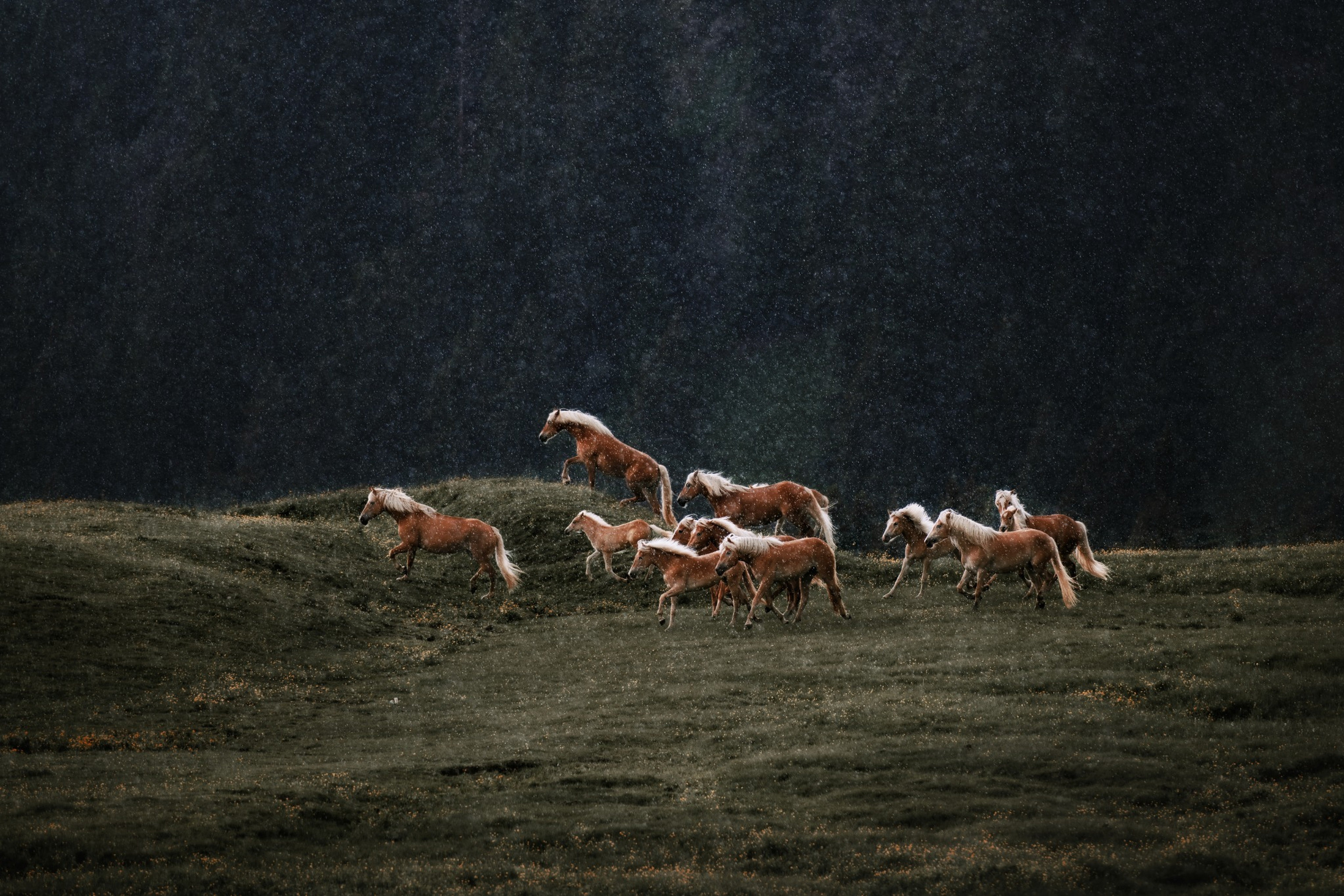 Metazoa: Die kraft der natur, in jedem bissen für ein gesundes und strahlendes pferd