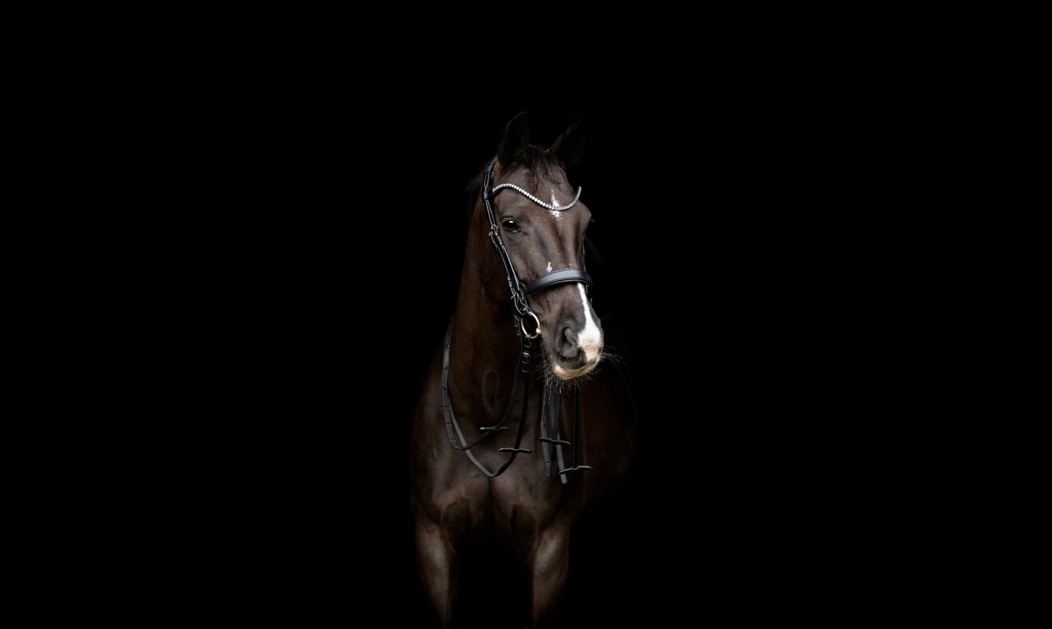 Catago Gentle Bridle: Zaumzeug der Zukunft