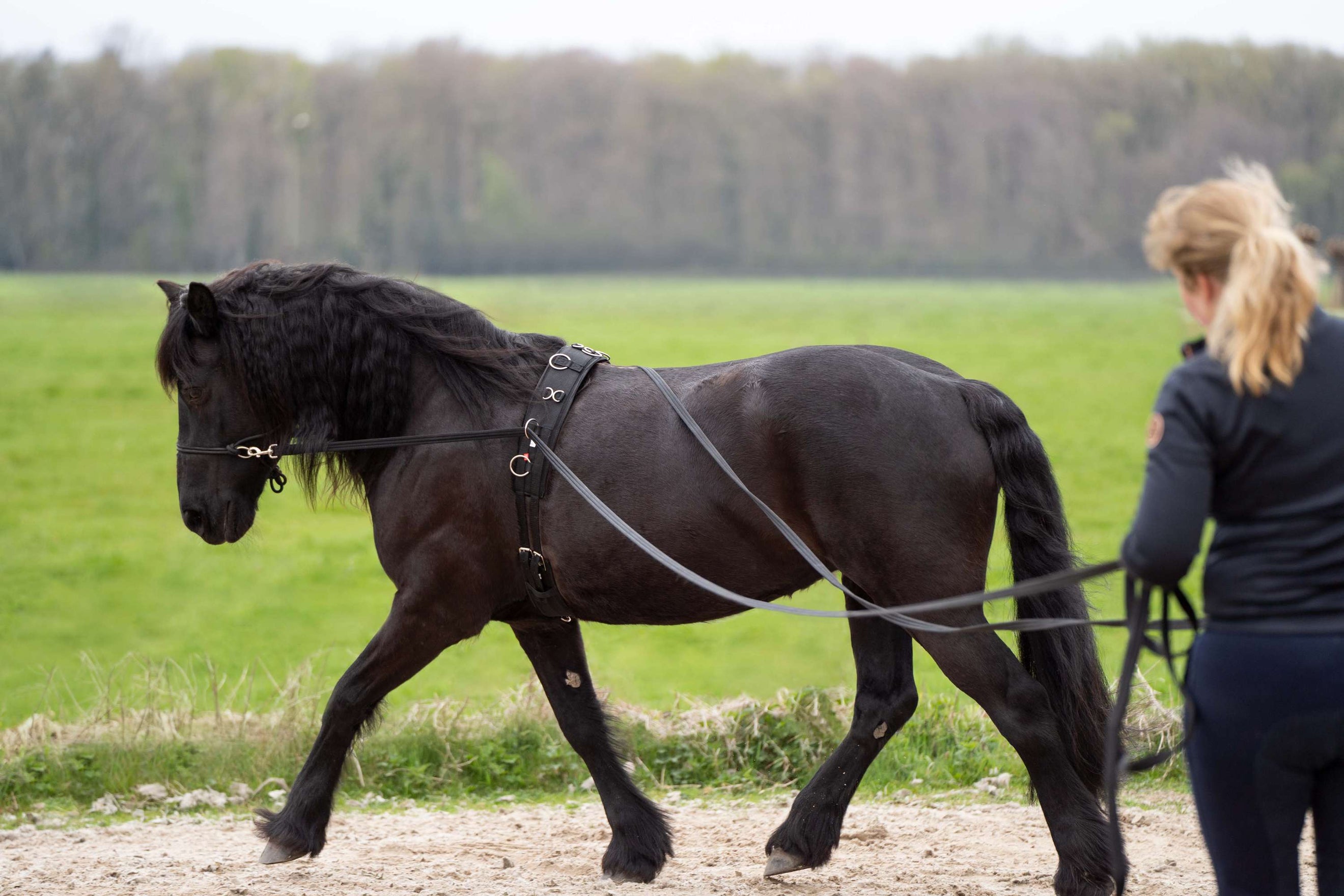 Imperial Riding Lange Schlangen IRHFree Ride Schwarz