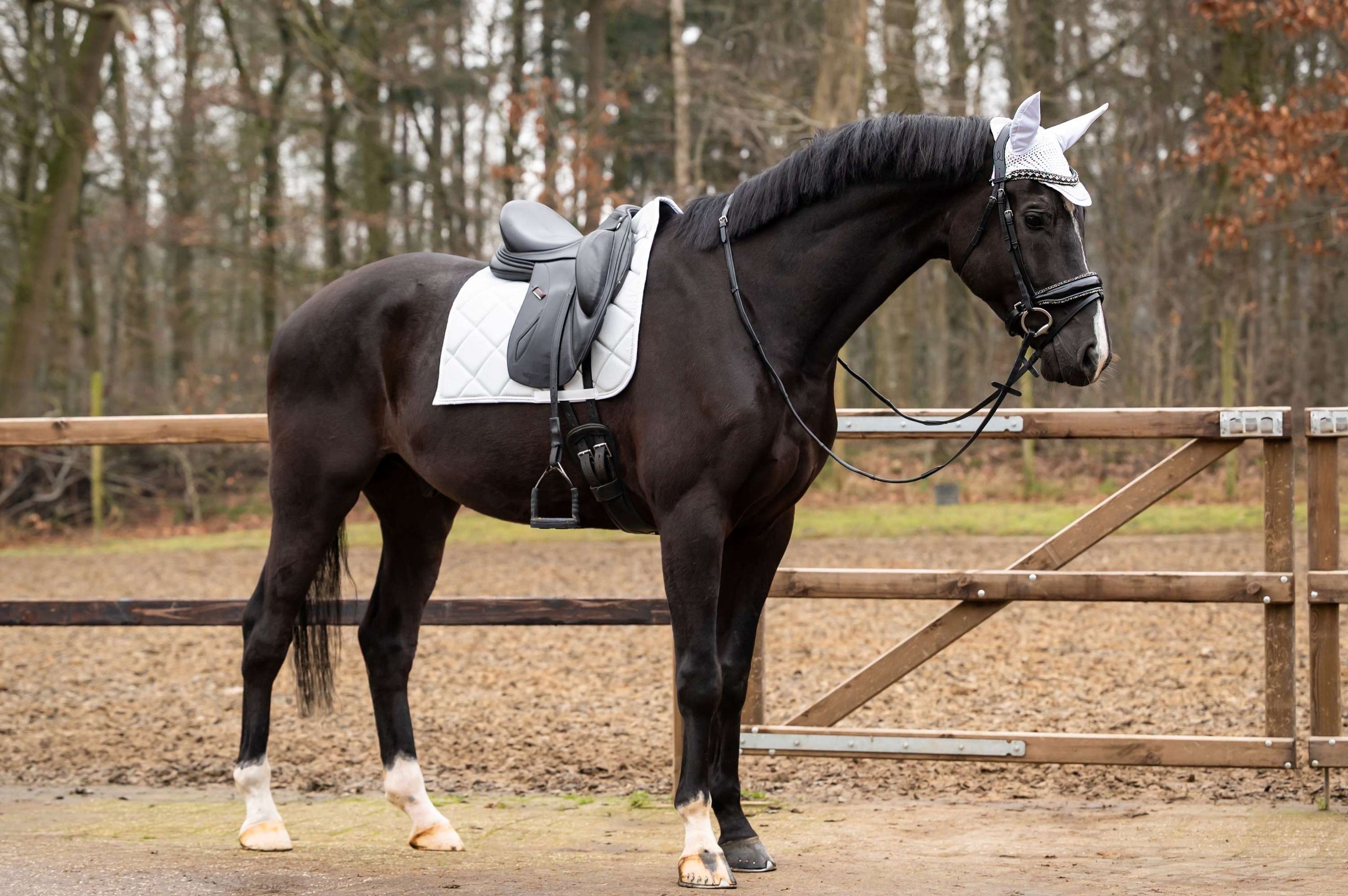 Showtime Schabracke Spring Dressur Silber