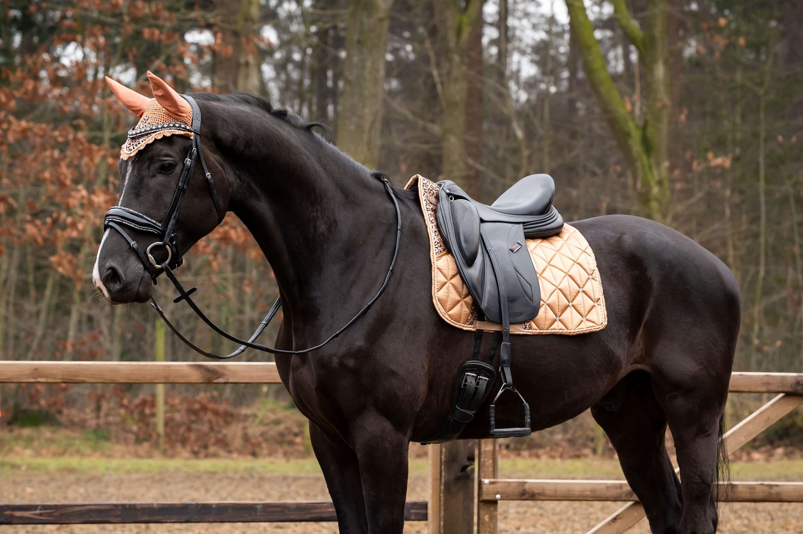 Showtime Schabracke Rio Dressur Beige