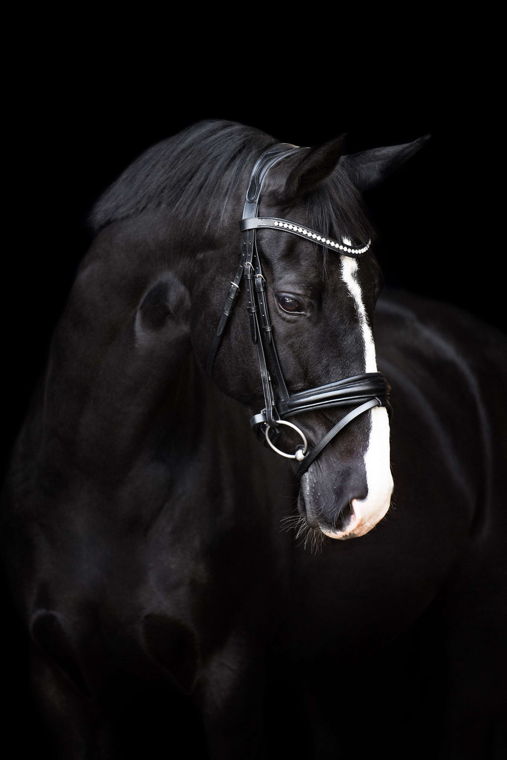 Imperial Riding Zaum IRHFria Trens Schwarz