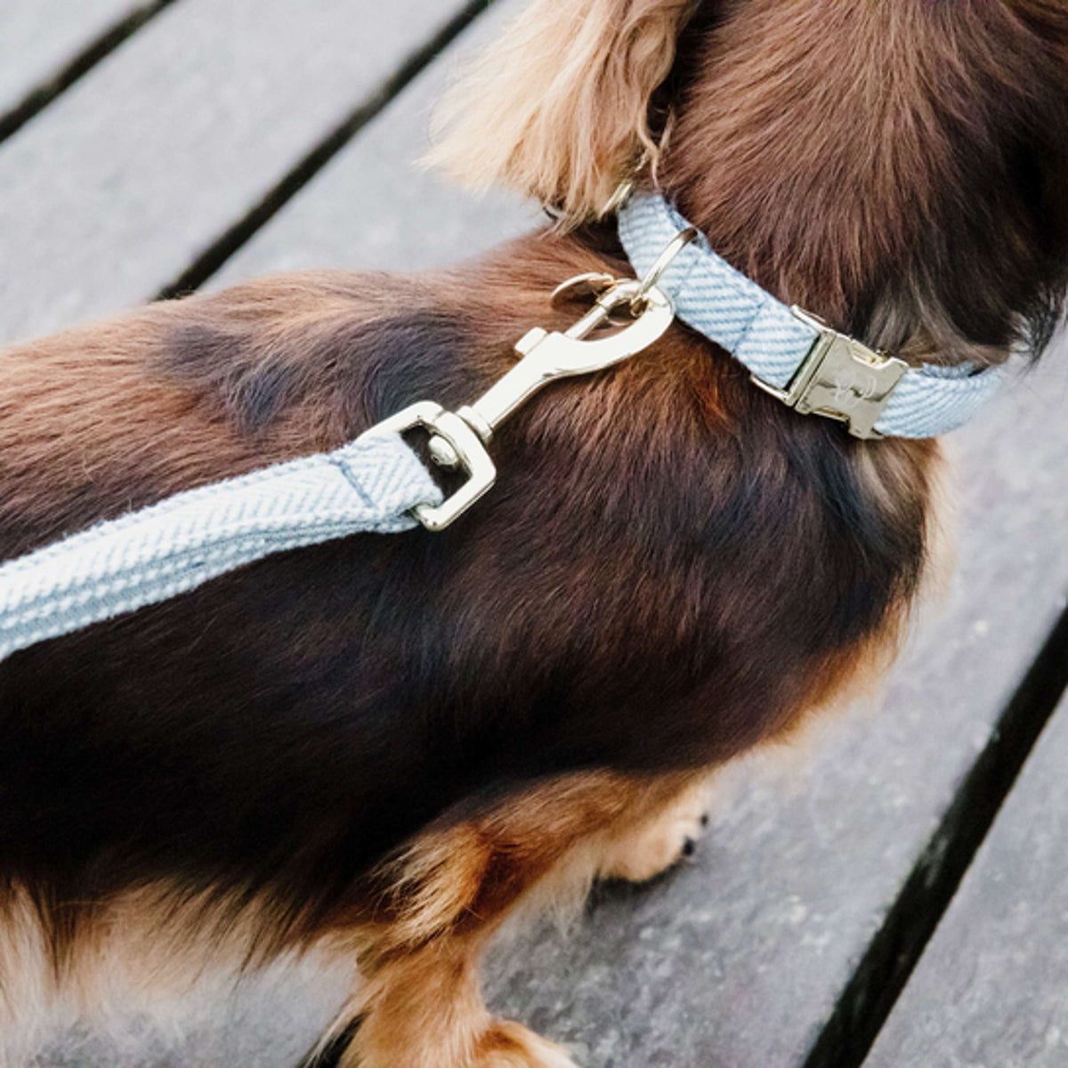 Kentucky HundeKragen Wolle Hellblau