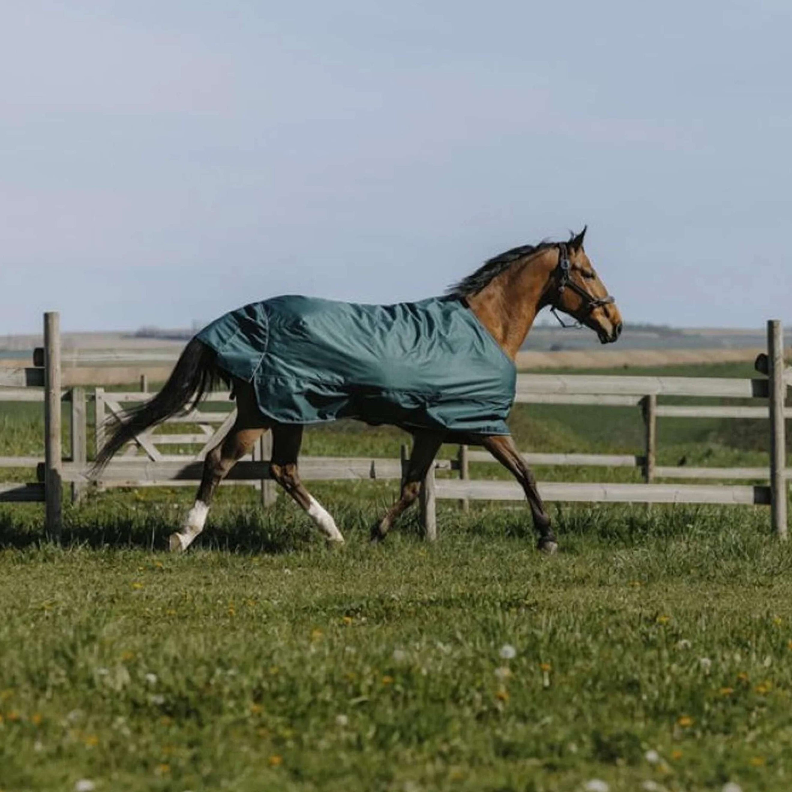 EQUITHÈME Outdoordecke Tyrex 600D Standard 150g Grün