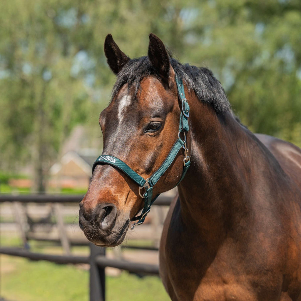 Agradi Horse Halfter Athletic Fir Green