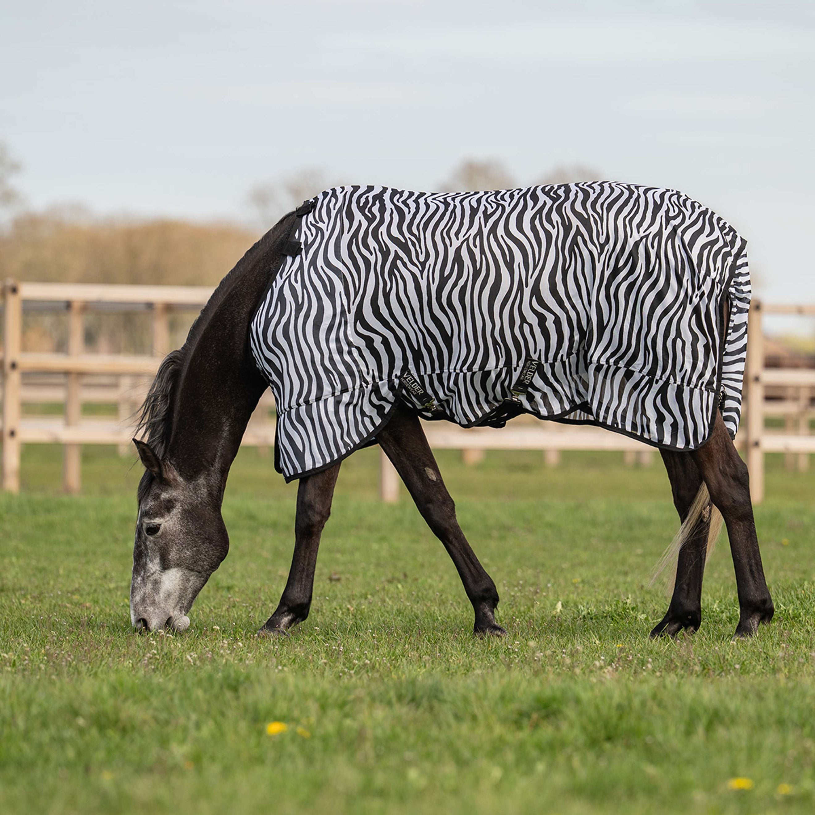 Velder Horsewear Fliegendecke mit Halsteil Zebra Schwarz/Weiß Velder Horsewear Fliegendecke mit Halsteil Zebra Schwarz/Weiß