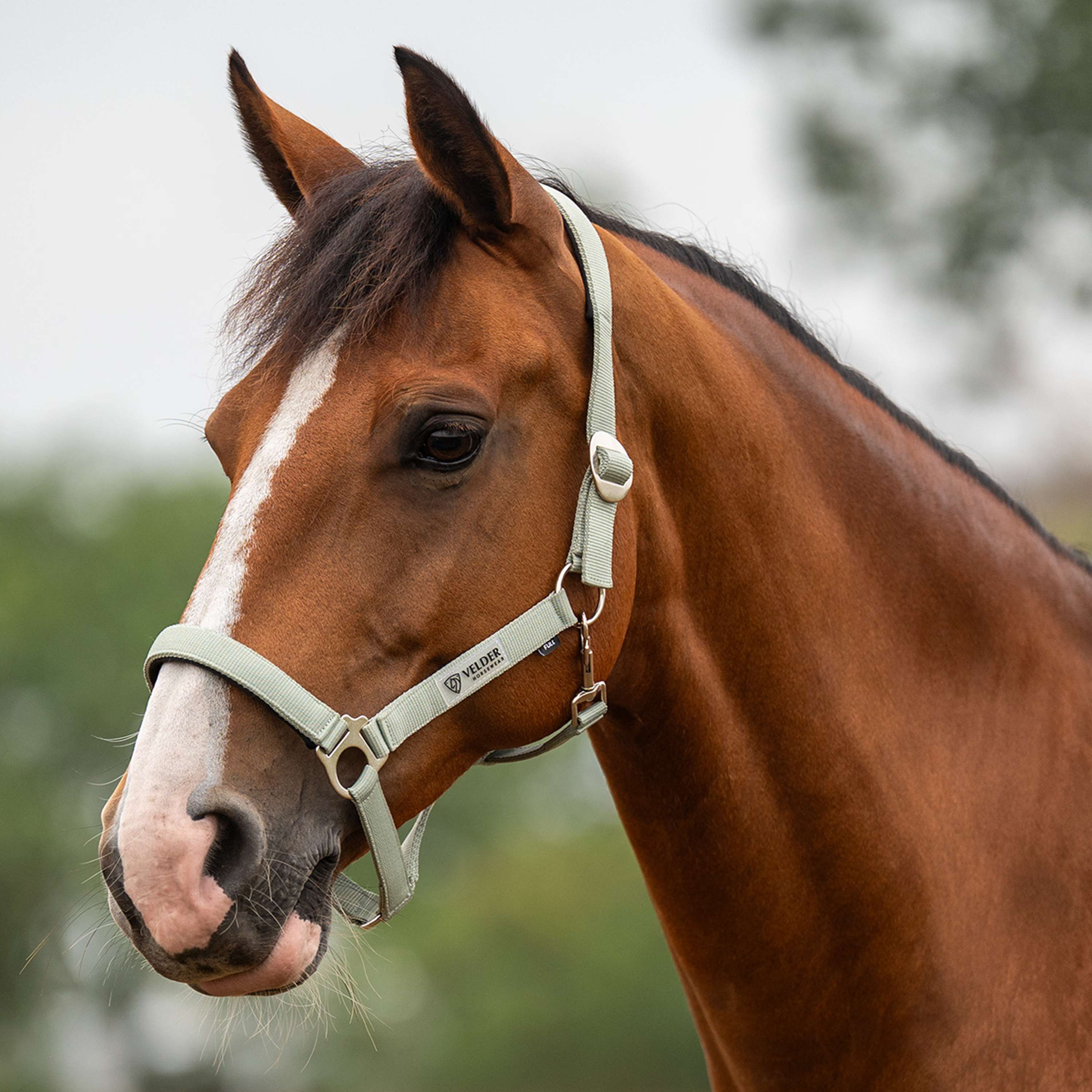 Velder Horsewear Essentials Halfter Basic Padded Grün